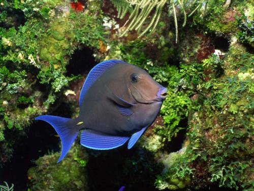 Темная рыбка - Под водой
