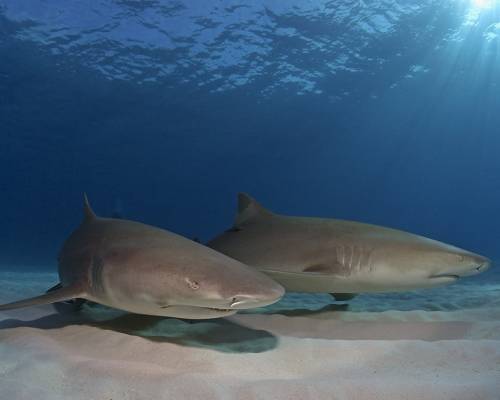 Фото акулы - Под водой