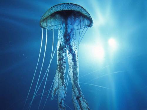 Прозрачная медуза - Под водой