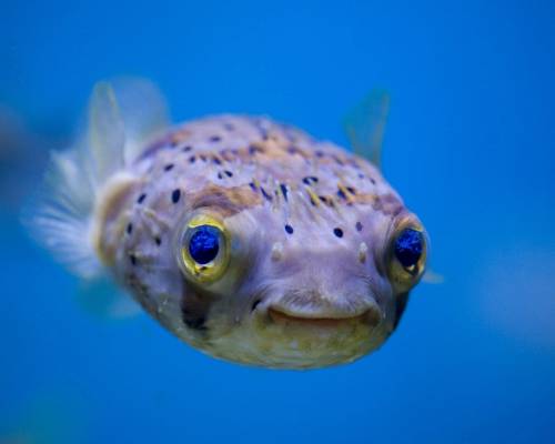 Смешная морская рыбка - Под водой