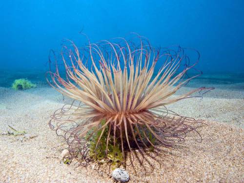 Подводное растение - Под водой