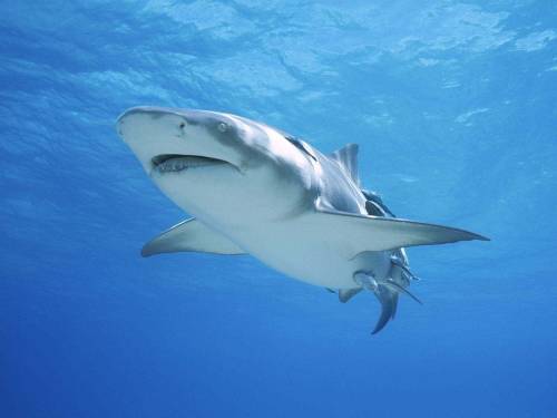 Фото акула - Под водой