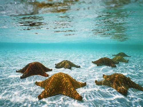 Фото морские звезды - Под водой
