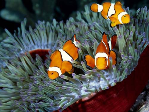 Красивое фото с рыбками - Под водой