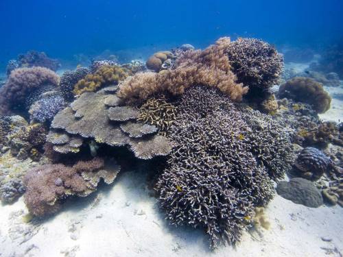 Фото морские растения - Под водой