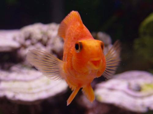 Рыбка красного цвета - Под водой