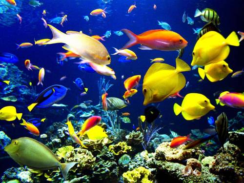 Разноцветные рыбки - Под водой