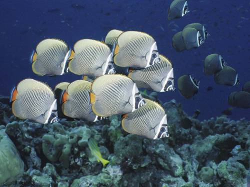 Серебристые рыбки - Под водой