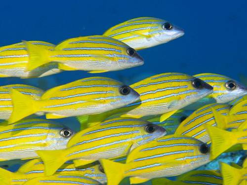 Желтые полосатые рыбки - Под водой