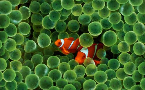 Рыбки в водорослях - Под водой