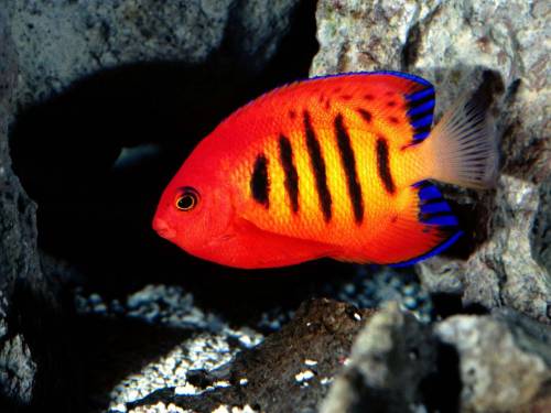 Красно-полосатая рыба - Под водой