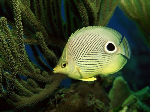 Зеленая рыба - Под водой