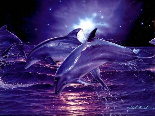 Образы дельфинов в прыжке - Под водой