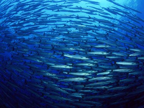 Фото планктона - Под водой