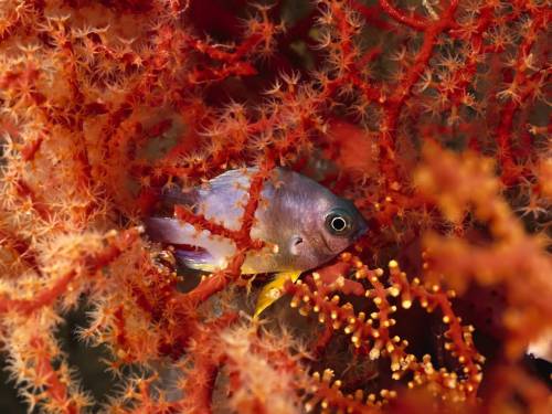 Красные кораллы и рыбка - Под водой