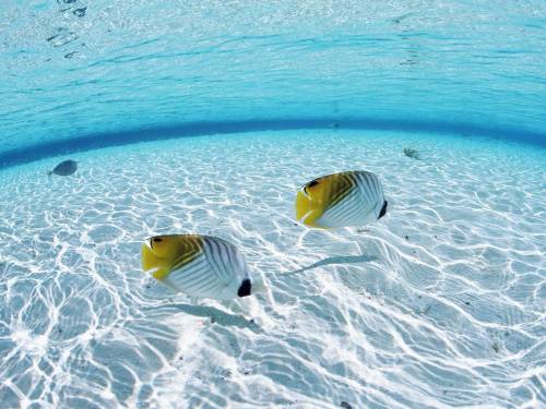 Рыбки плавают на дне - Под водой