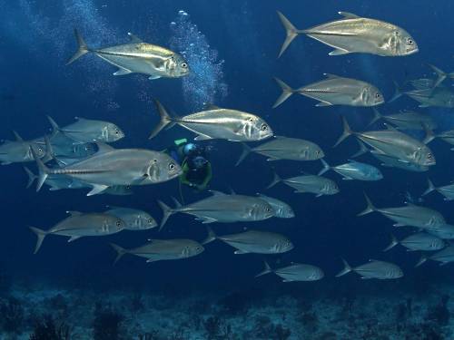 Стая морских рыб - Под водой
