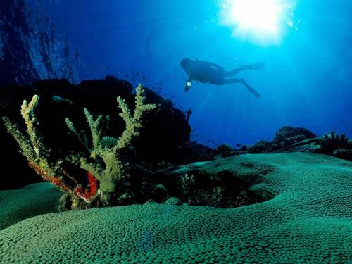 Фото коралловых рифов - Под водой