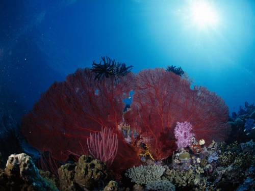 Морские цветы - Под водой