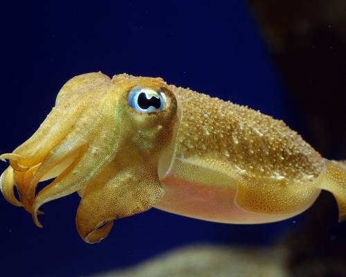 Фото морская каракатица - Под водой