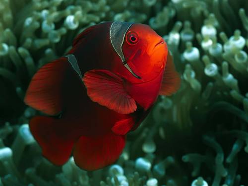 Фото красной рыбы - Под водой
