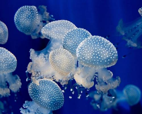 Море, медузы, вода - Под водой
