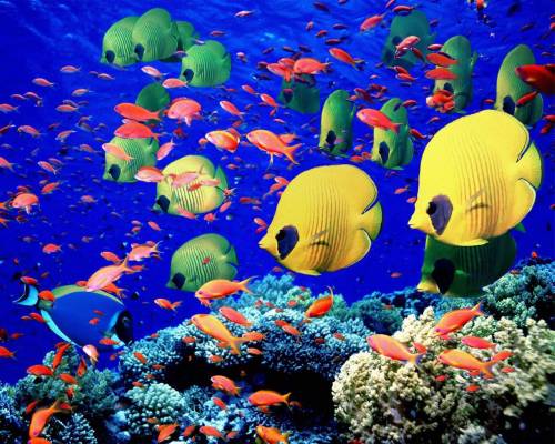Цветные рыбки - Под водой