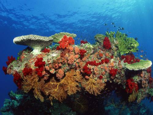 Морские кораллы - Под водой
