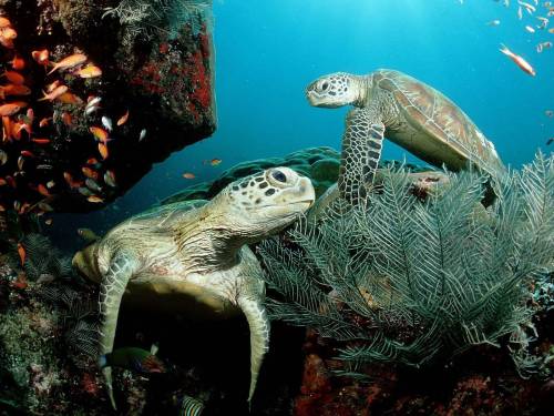 Две черепахи под водой - Под водой