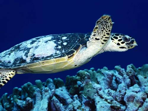 Черепаха под водой - Под водой