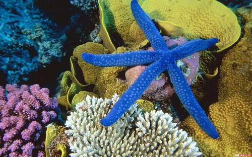 Синяя морская звезда - Под водой