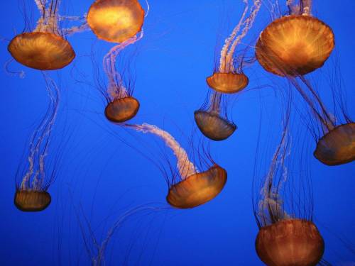 Много медуз - Под водой