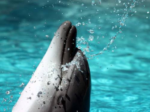 Голова дельфина - Под водой