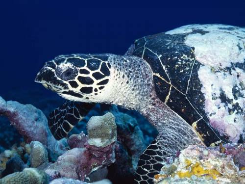 Фото морской черепахи - Под водой