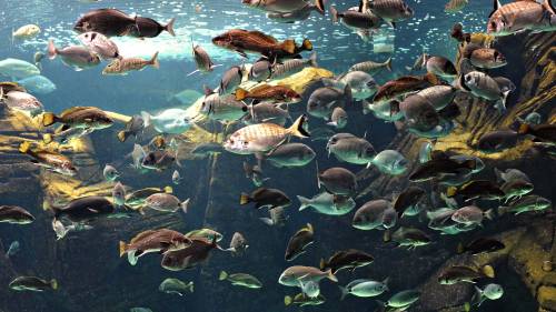 Разновидность морских рыб - Под водой