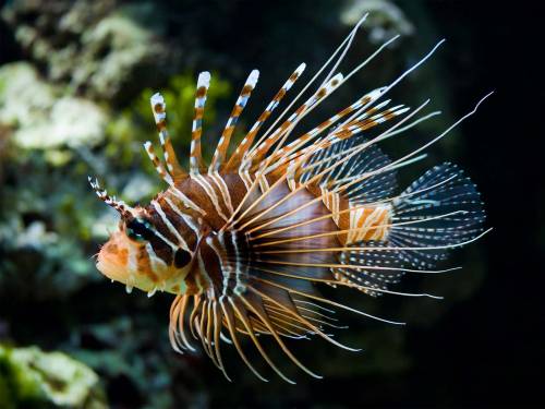 Фото красивой рыбки - Под водой