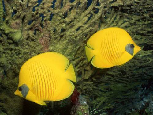 Желтые рыбки - Под водой