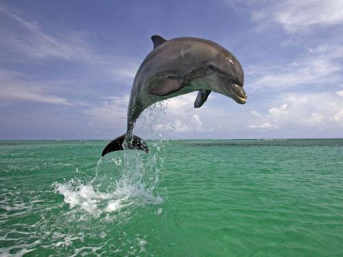 Прыжок дельфина - Под водой