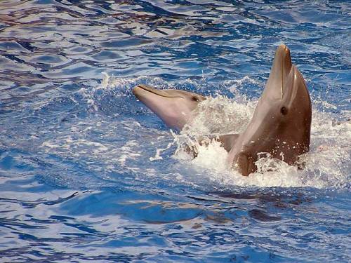 Дельфины в воде - Под водой