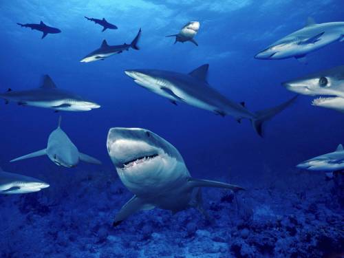 Страшные акулы - Под водой