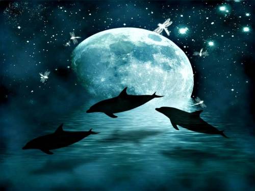 Силуэт дельфинов на фоне луны - Под водой