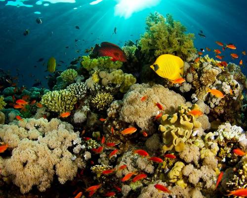 Кораллы, вода, море, рыбы - Под водой