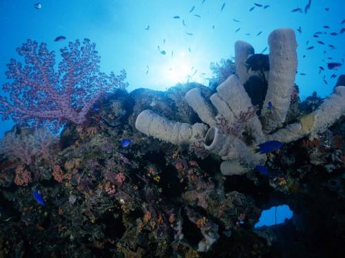 Фото подводного мира - Под водой