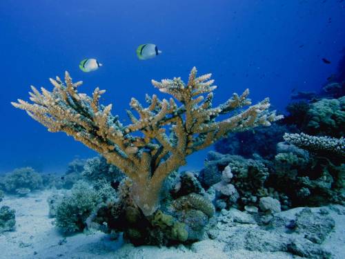 Морское дерево - Под водой