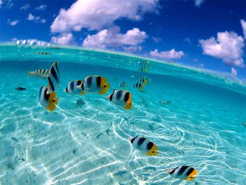 Полосатые рыбки - Под водой
