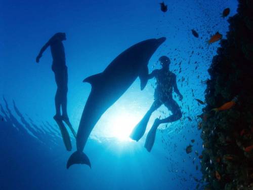 Водолазы и дельфин - Под водой