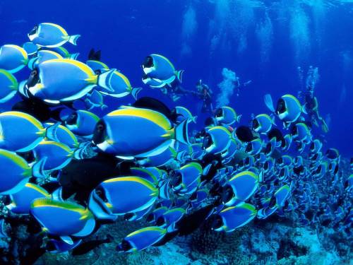 Самые красивые рыбки - Под водой
