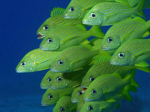 Зеленые рыбки - Под водой