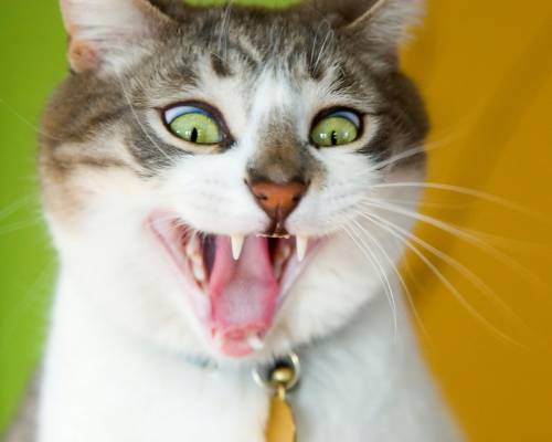 Прикольный кот с зелеными глазами - Позитивные