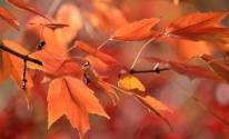 Ветка, осень, листья